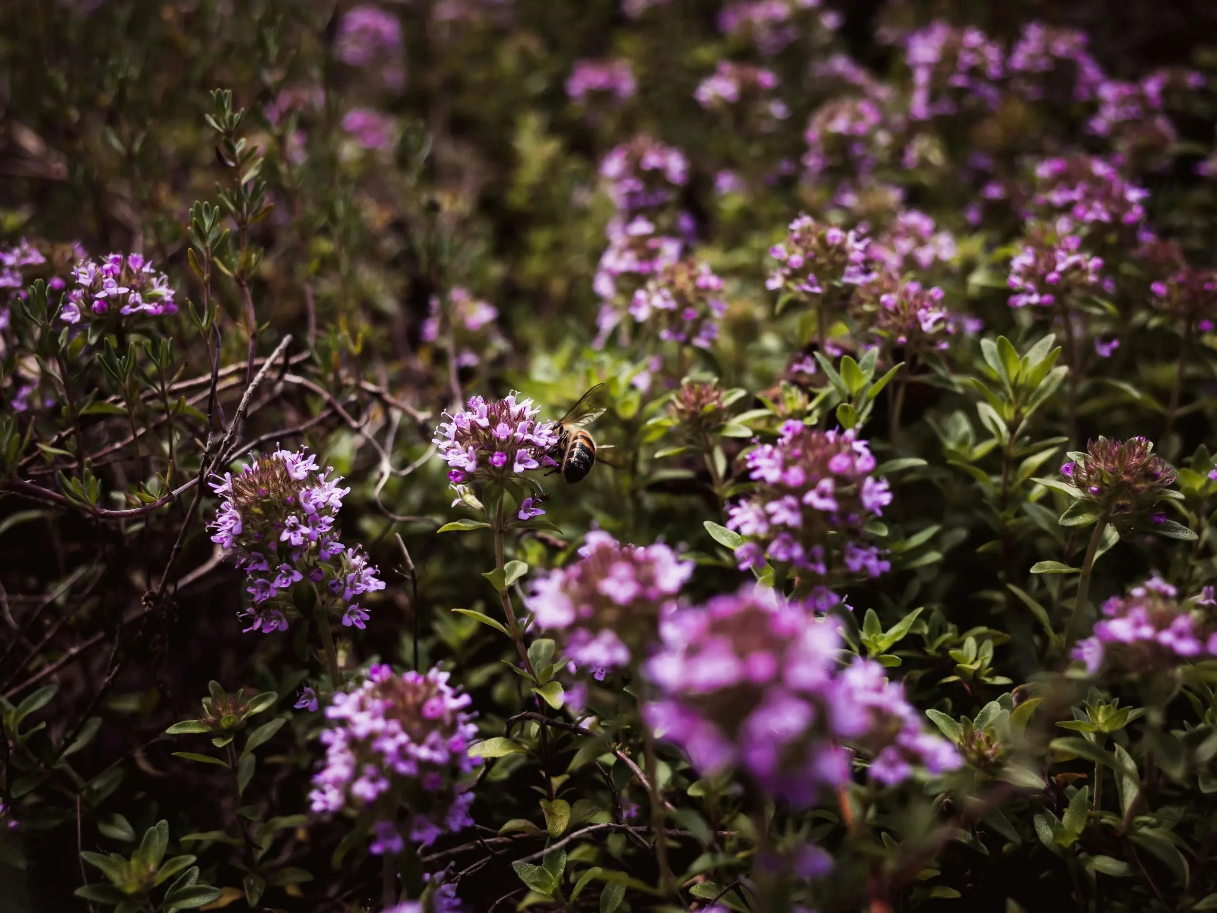 Gros plan sur une abeille récoltant du nectar sur les petites fleurs violettes d'un massif de thym commun (Thymus vulgaris) en pleine floraison.
