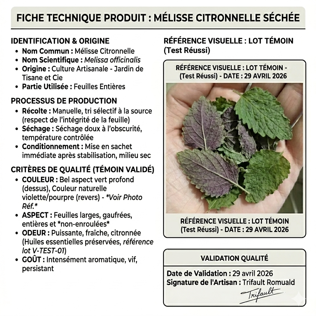 Critères de qualité de notre mélisse séchée : feuilles larges aux nuances pourpres naturelles, triées manuellement pour ne garder que le meilleur de la plante, sans aucune branche Image