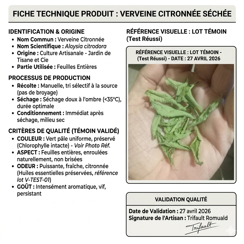 Critères de qualité de notre verveine séchée : des feuilles entières, de couleur vert vif, cueillies à la main et séchées à l'obscurité pour préserver son parfum citronné puissant Image