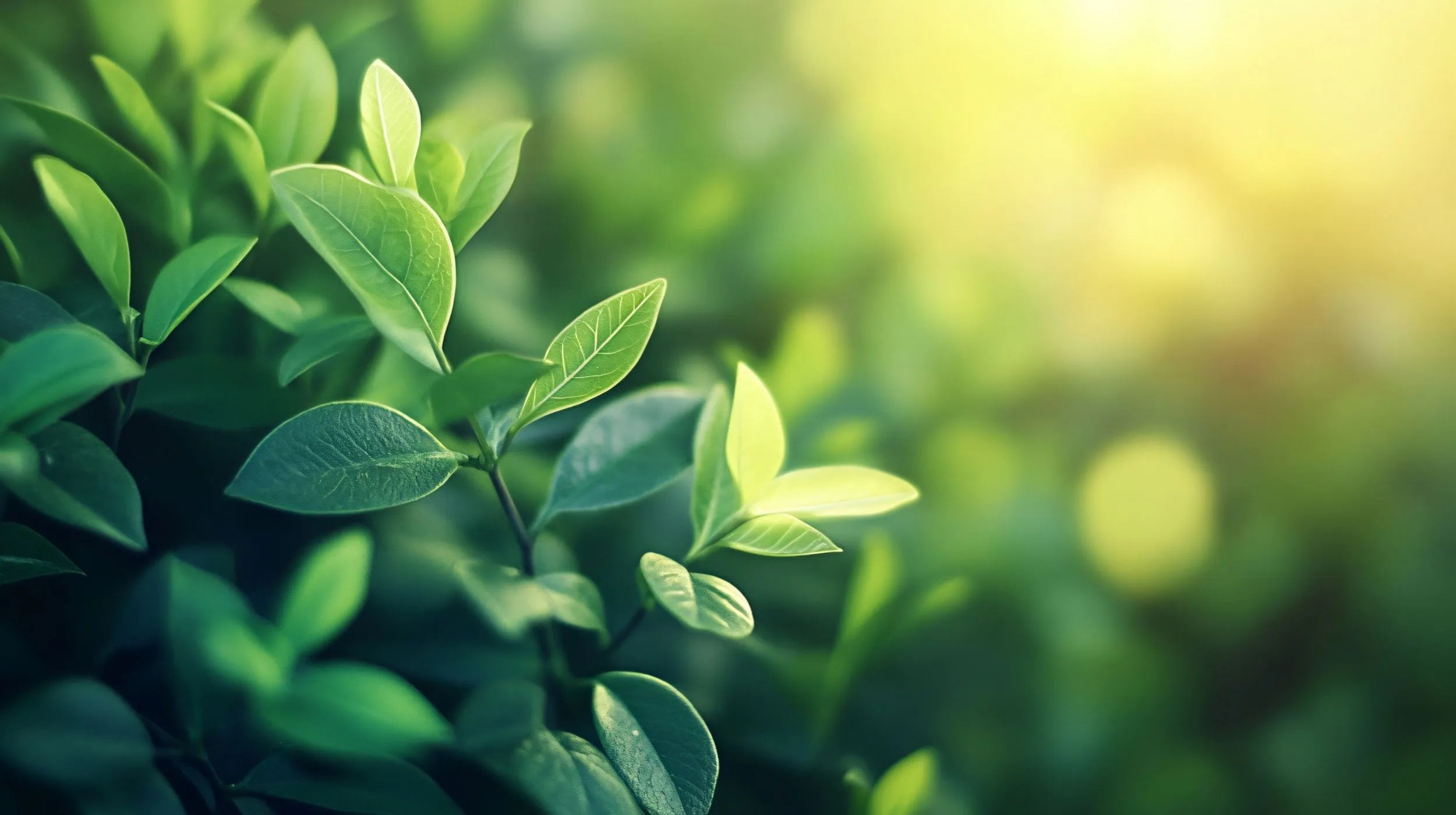 Gros plan poétique sur de jeunes feuilles d'arbuste captant les premiers rayons du soleil. Une illustration parfaite de la vitalité végétale, de la photosynthèse et de la beauté brute de la nature Image