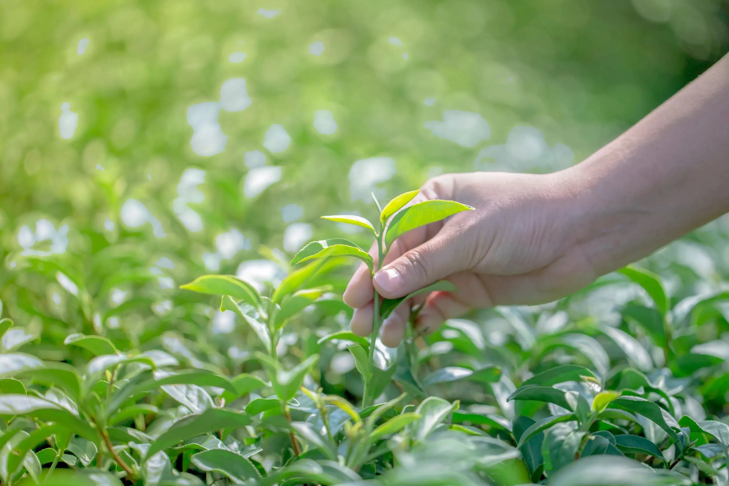 Gros plan sur une main cueillant de jeunes feuilles de thé vert fraîches dans une plantation ensoleillée Image