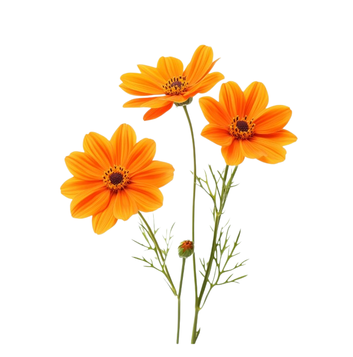 Trois fleurs de souci ou calendula orange vif avec leur tige verte sur fond neutre, plante médicinale locale utilisée pour les infusions et créations botaniques de Tisane et Cie. Image